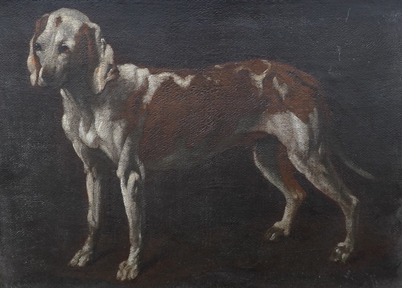 In the manner of George Stubbs ARA (1724-1806), oil on canvas, Study of a hound, unsigned, 26 x 35cm. Condition - fair to good